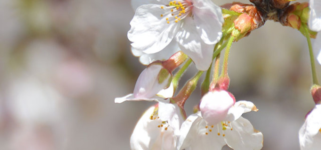 White Flowers